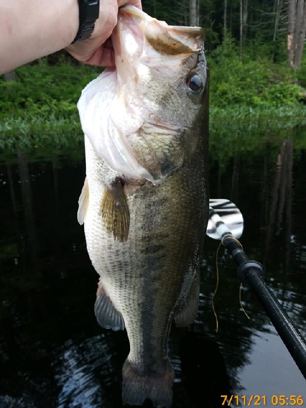 PB Bass