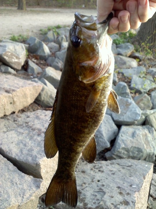 Charles River Smallies