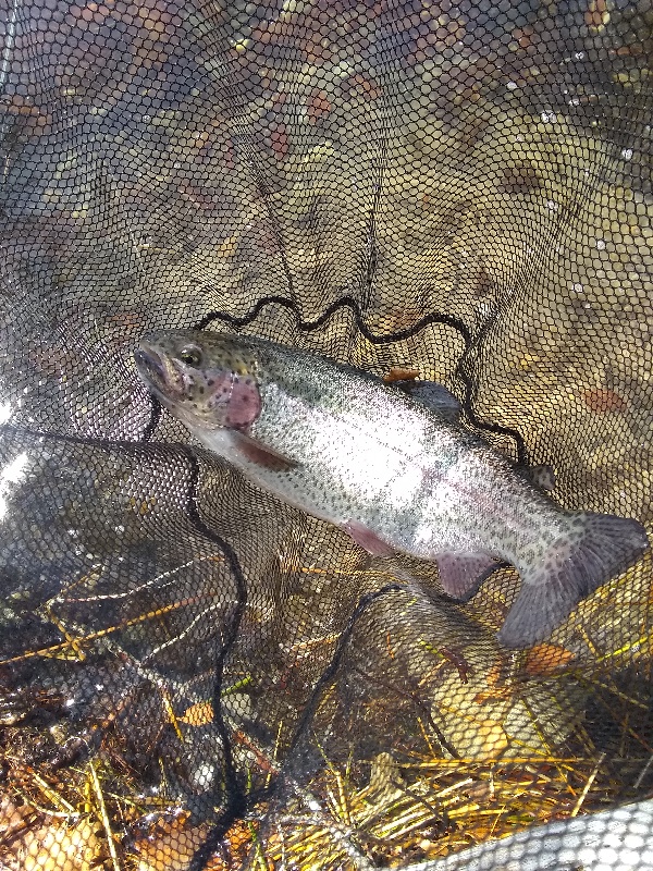 Rainbow Trout