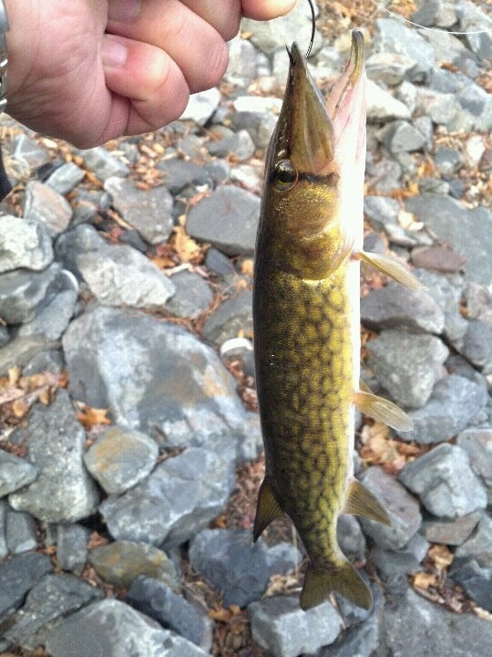 Winter Pickerel