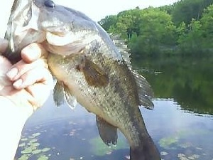 lunkerbasserfishing