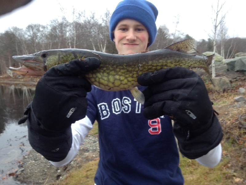 Nice 20 inch pickerel